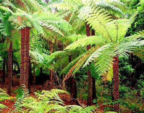 Cyathea australis | Australian Plants Society