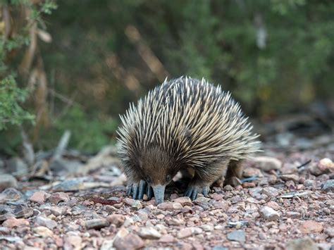 Echidna biology for conservation, wildlife management & habitat monitoring | Faculty of Sciences ...