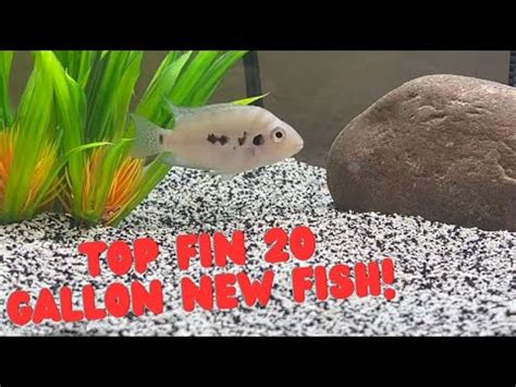 TOP FIN 20 GALLON UPDATE, NEW FISH! - YouTube