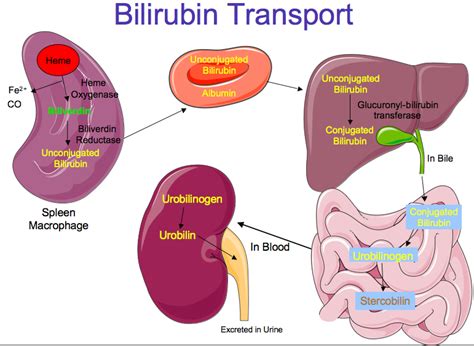 Bilirubin Metabolism Made Simple | Medical anatomy, Medical education ...