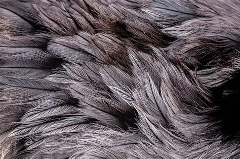 Emu Feathers Photograph by Hakon Soreide