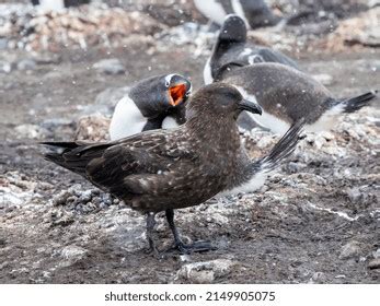 Skua: Over 3,294 Royalty-Free Licensable Stock Photos | Shutterstock