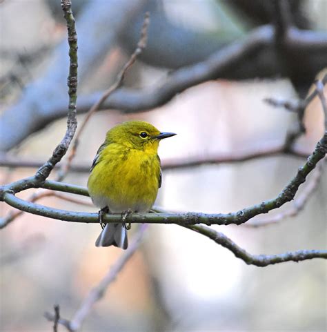 Pine Warbler | These are our first nesting warblers to arriv… | Flickr