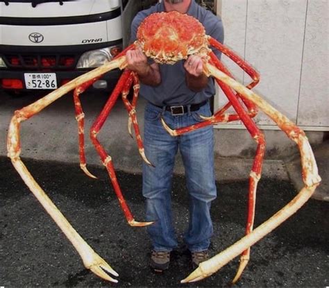 That's a big crab : r/crab