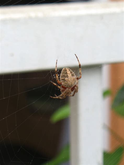 Spider In Its Web Free Stock Photo - Public Domain Pictures