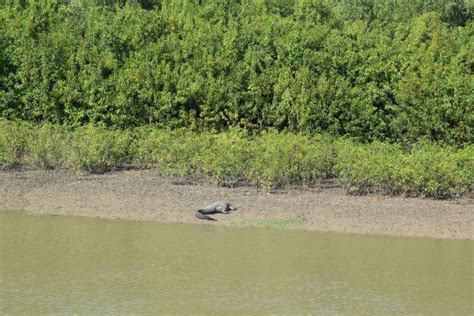 Exploring the mangroves of Bhitarkanika, Odisha – Queen of Treasures