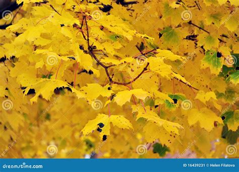 Yellow maple tree stock image. Image of textured, autumn - 16439231