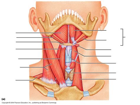 Stylohyoid Muscle Labeled