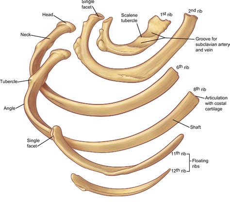 True Ribs Anatomy