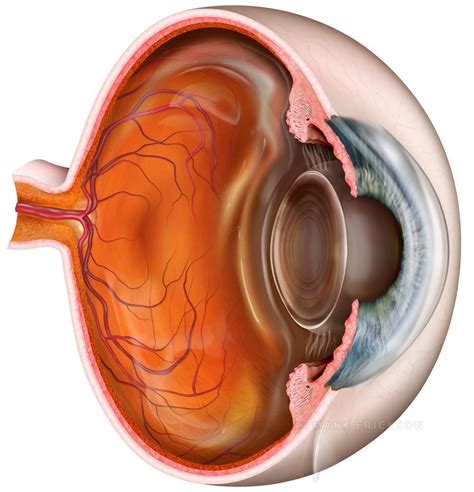 Eyeball anatomy cross section, stock eye illustration