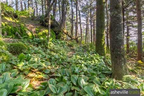 Mount Mitchell: hiking the Deep Gap Trail to Mount Craig