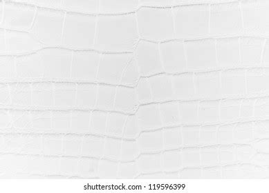 White Crocodile Skin Texture Background Stock Photo 119596399 ...