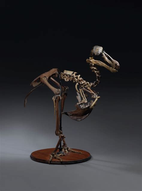 A rare dodo skeleton comes to auction | Christie's