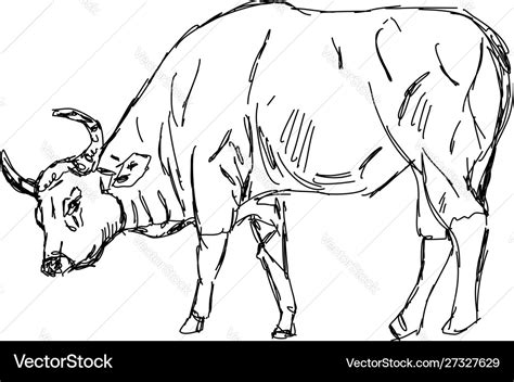 Ox drawing on white background Royalty Free Vector Image