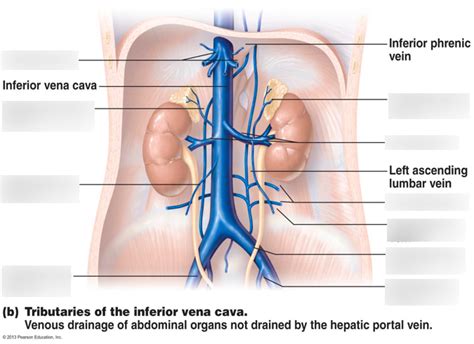 tributaries of the inferior vena cava Diagram | Quizlet