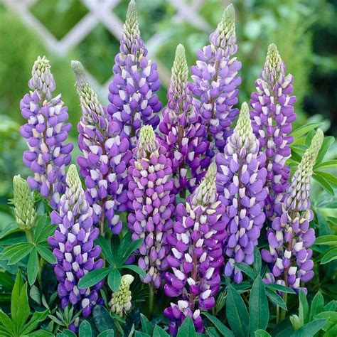 Gallery Blue Lupine, Lupinus | American Meadows