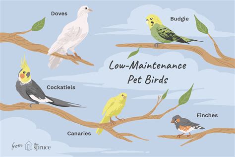 8 Top Low-Maintenance Pet Bird Species