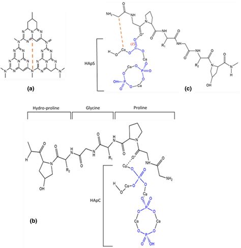 Molecular structure of a tri-s-triazine g-C3N4b Col–HApC c Col–HApS ...