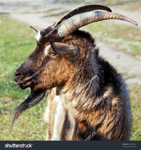 Hegoat Billy Goat Stock Photo 33894136 - Shutterstock