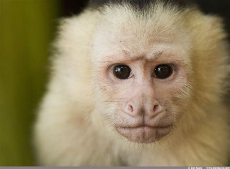 Pin by Carla Anderson on Monkeys | September art, Pet portraits, White faced capuchin