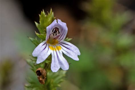 Euphrasia L. | Plants of the World Online | Kew Science