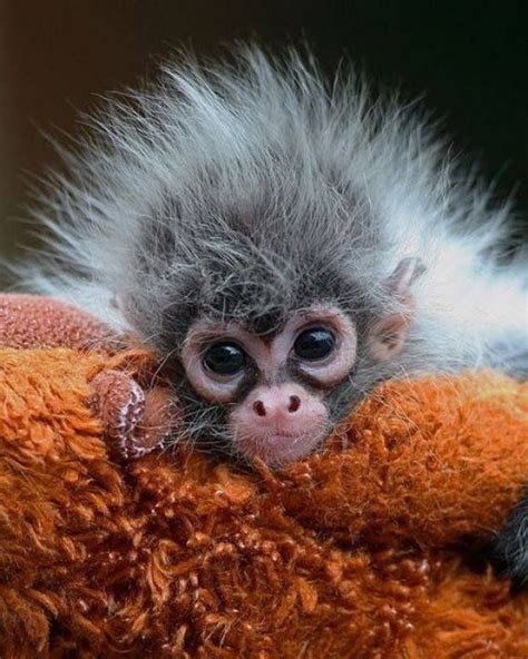 Baby spider monkey on a blanket | Cute baby animals, Baby animals pictures, Animal pictures