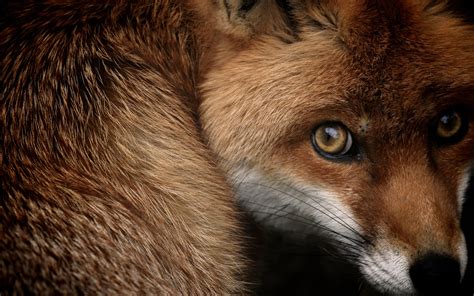 Most Cunning Fox Beautiful Images For HD Wallpapers - Best Wallpapers And Backgrounds