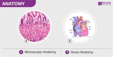 Anatomy - An Overview of Anatomy, its Types and their Applications