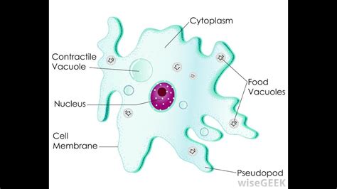 Amoeba Diagram Labeled And Functions