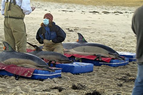 Dolphin Rescue Saving Baby Also Photograph by Constantine Gregory ...