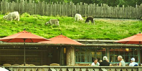 This Adorable Vancouver Island Market Literally Has Goats On The Roof