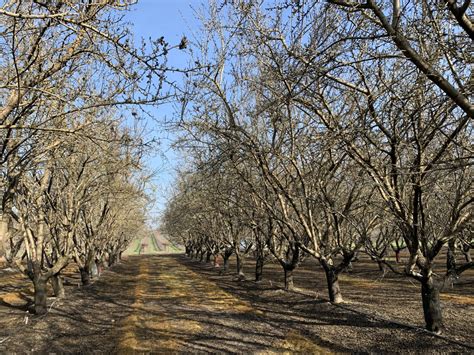 Orchard Spacing Considerations in a Tree Nut Orchard | West Coast Nut