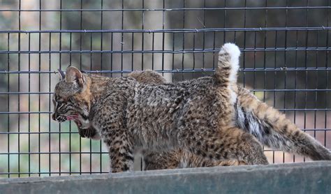 Bobcat cub - born May 3rd, 2013 - The Poconos, Pennsylvani… | Flickr