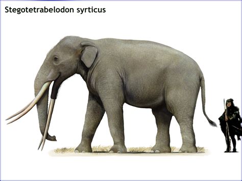 Stegotetrabelodon syrticus by cisiopurple on DeviantArt