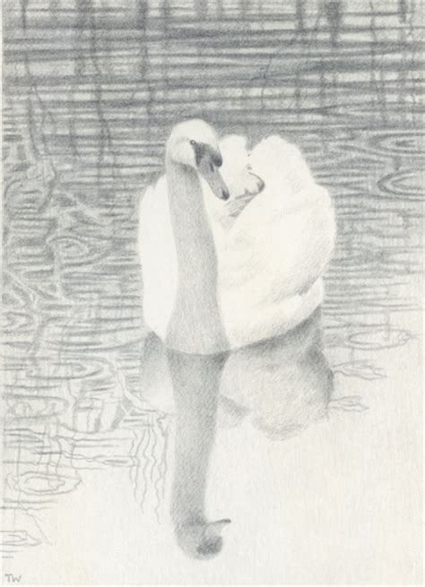 Silverpoint drawing of a swan - Toni Watts Art Studio