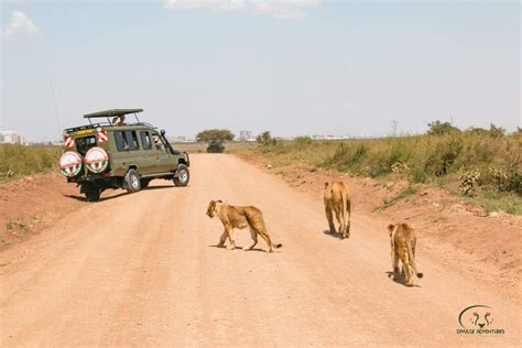 Why Nairobi National Park, Kenya Is a Must-Visit - Divulge Adventures