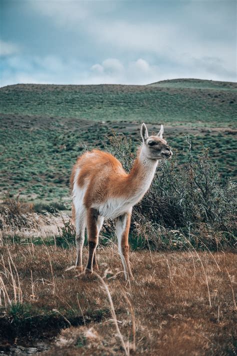 Wildlife in Patagonia — Acanela Expeditions