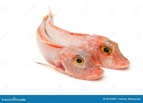 Red Gurnard fish stock photo. Image of background, fins - 39734992