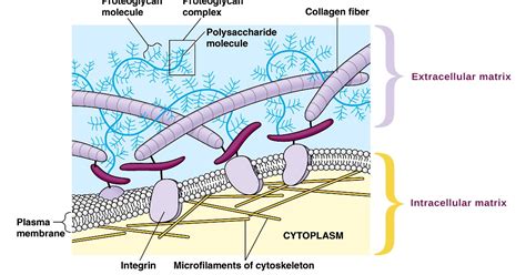 Components Of Extracellular Matrix