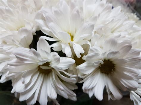 Chrysanthemum Spray Daisy White - 5 Bunches - Toronto Bulk Flowers