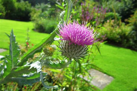 Craigatin House and Courtyard - Pitlochry - Scotland: Summer Garden Flowers