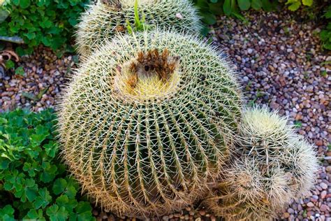 Tips and Tricks for Growing Ball Cactus