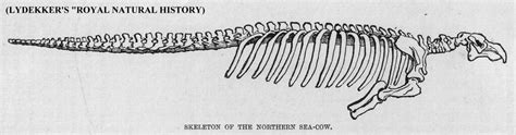 Skeleton of Steller's Sea Cow | From Lydekker's "Royal Natur… | Flickr