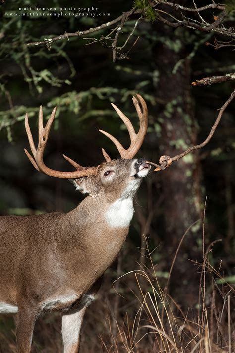 Professional Whitetail Deer Photography | Matt Hansen