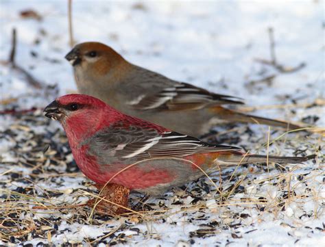 Pair of Pine Grosbeaks | The male Pine Grosbeak is unmistaka… | Flickr