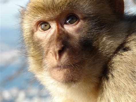 China's Latest Cloned-Monkey Experiment Is an Ethical Mess | Center for ...