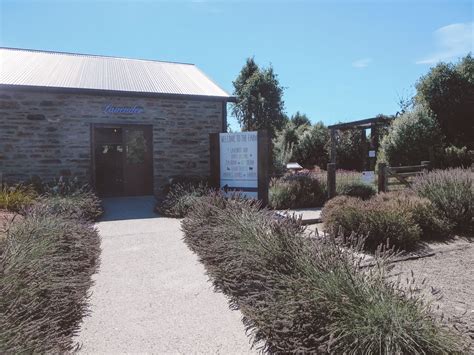 Visiting Wanaka Lavender Farm in Wanaka, New Zealand | Jana Meerman