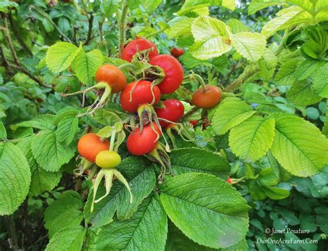 10 Shrubs for a Wildlife-Friendly, Edible Landscape