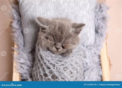 Newborn British Fluffy Kitten Sleeping Stock Photo - Image of blue ...