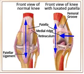 Patellar Luxation - Metropolitan Veterinary Associates